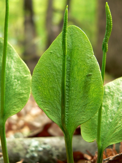 {Ophioglossum pycnostichum}